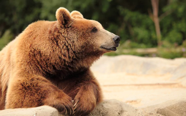 brown bear Animal bear HD Desktop Wallpaper | Background Image