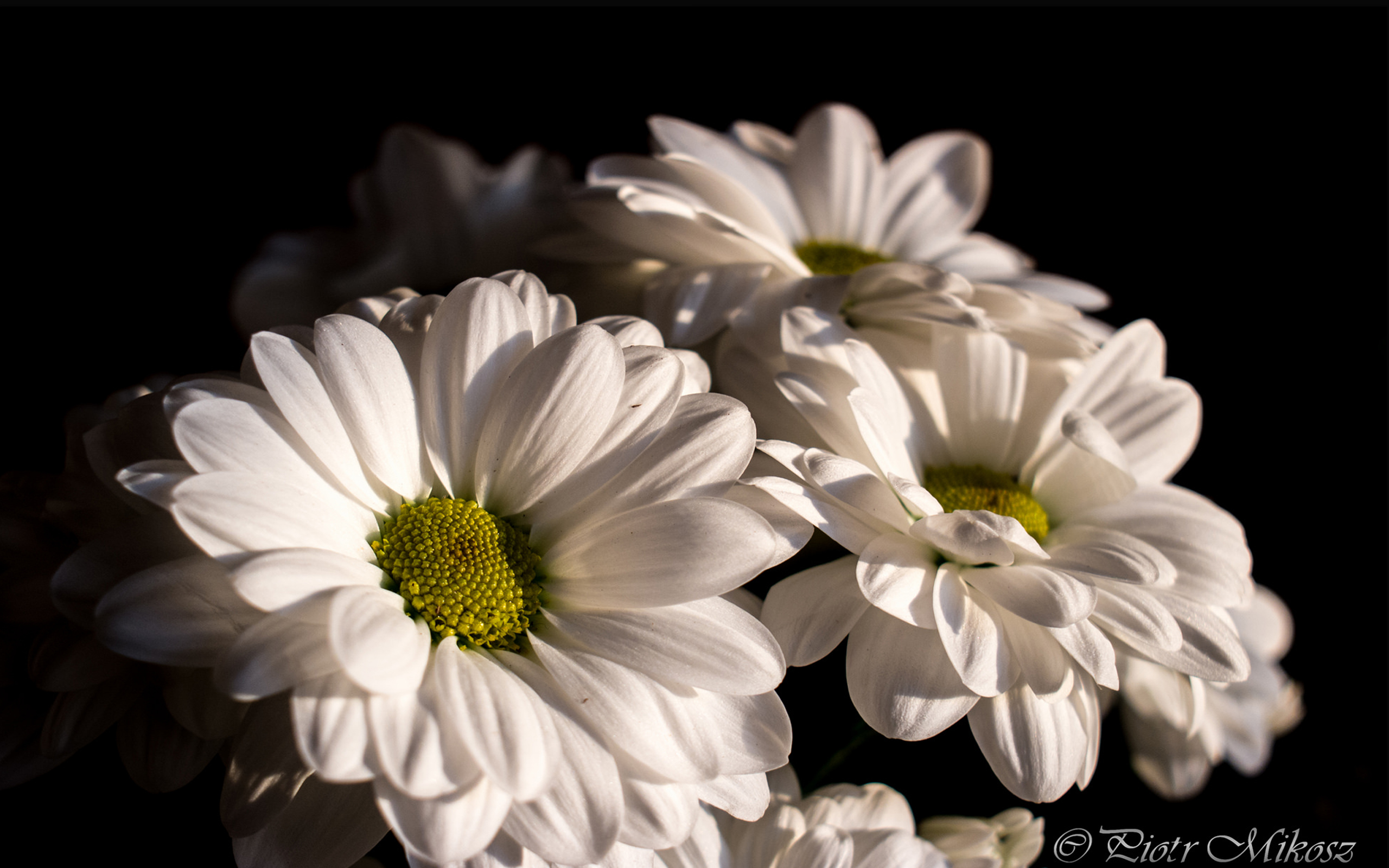 Download White Flower Flower Nature Daisy HD Wallpaper by Piotr Mikosz