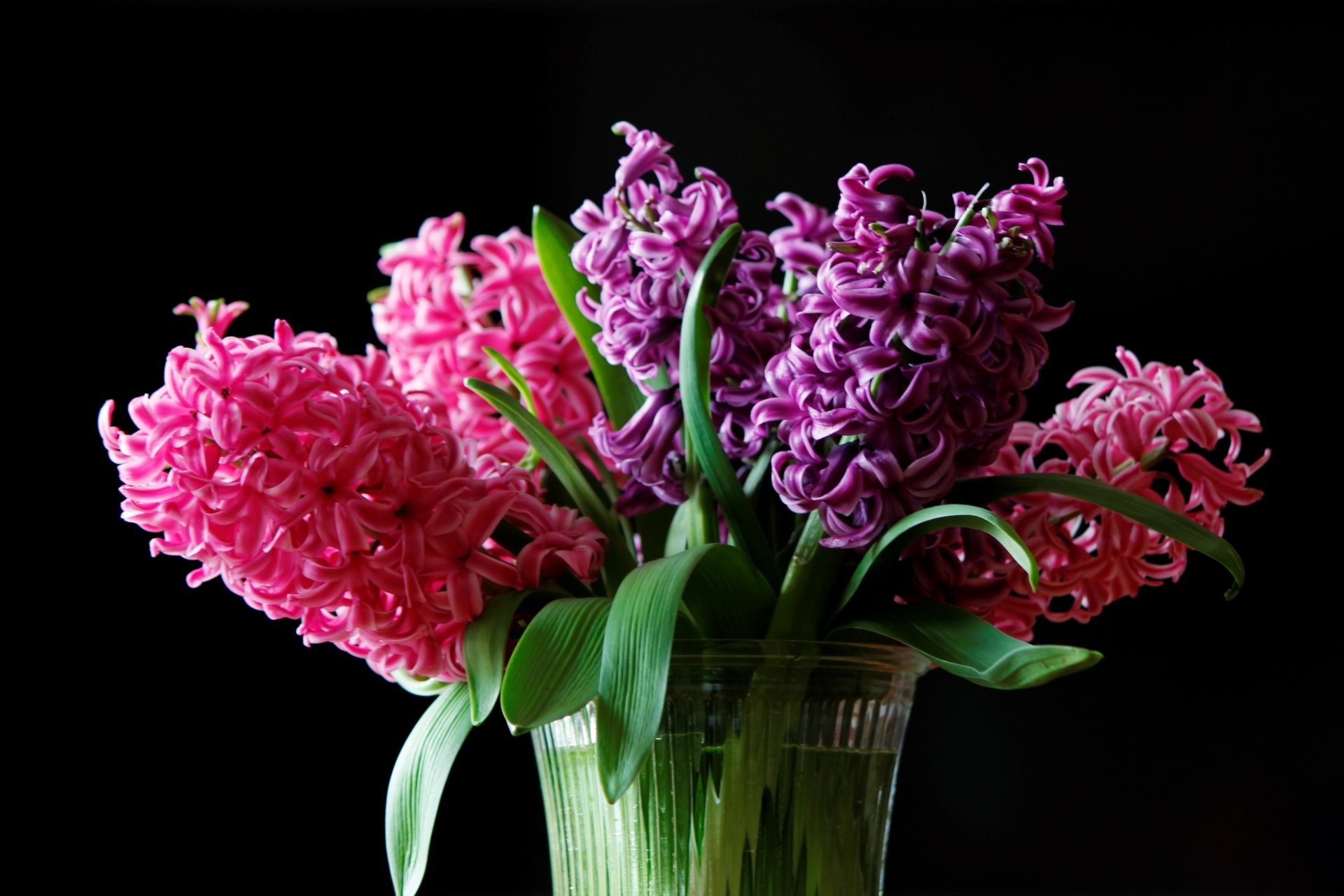 4K Ultra HD desktop wallpaper: purple and pink hyacinth flowers in a glass vase against a black background—earth-grown blooms in a man-made vessel.