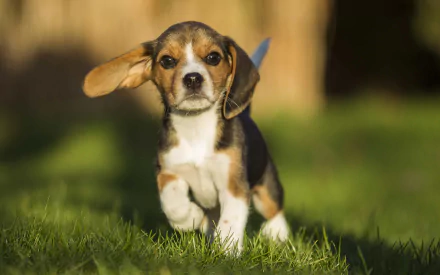 A playful beagle puppy runs through green grass, showcasing its adorable features and lively spirit, making for an engaging HD desktop wallpaper and background.