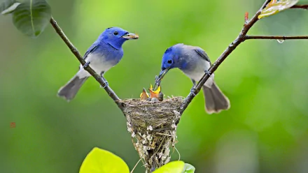 Two Black-Naped Monarchs feed their chicks in a nest, surrounded by lush greenery. This captivating scene makes a vibrant HD desktop wallpaper.