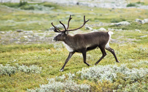  The reindeer of Finland