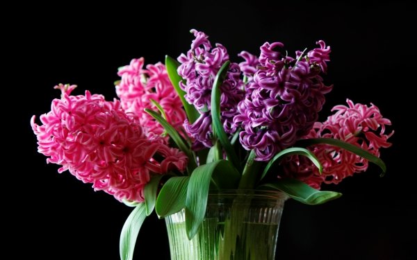 Man Made Flower Earth Hyacinth Vase Pink Flower Purple Flower HD Wallpaper | Background Image
