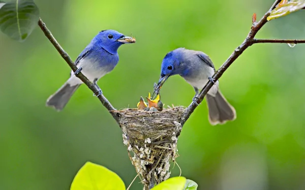 Two Black-Naped Monarchs feed their chicks in a nest, surrounded by lush greenery. This captivating scene makes a vibrant HD desktop wallpaper.