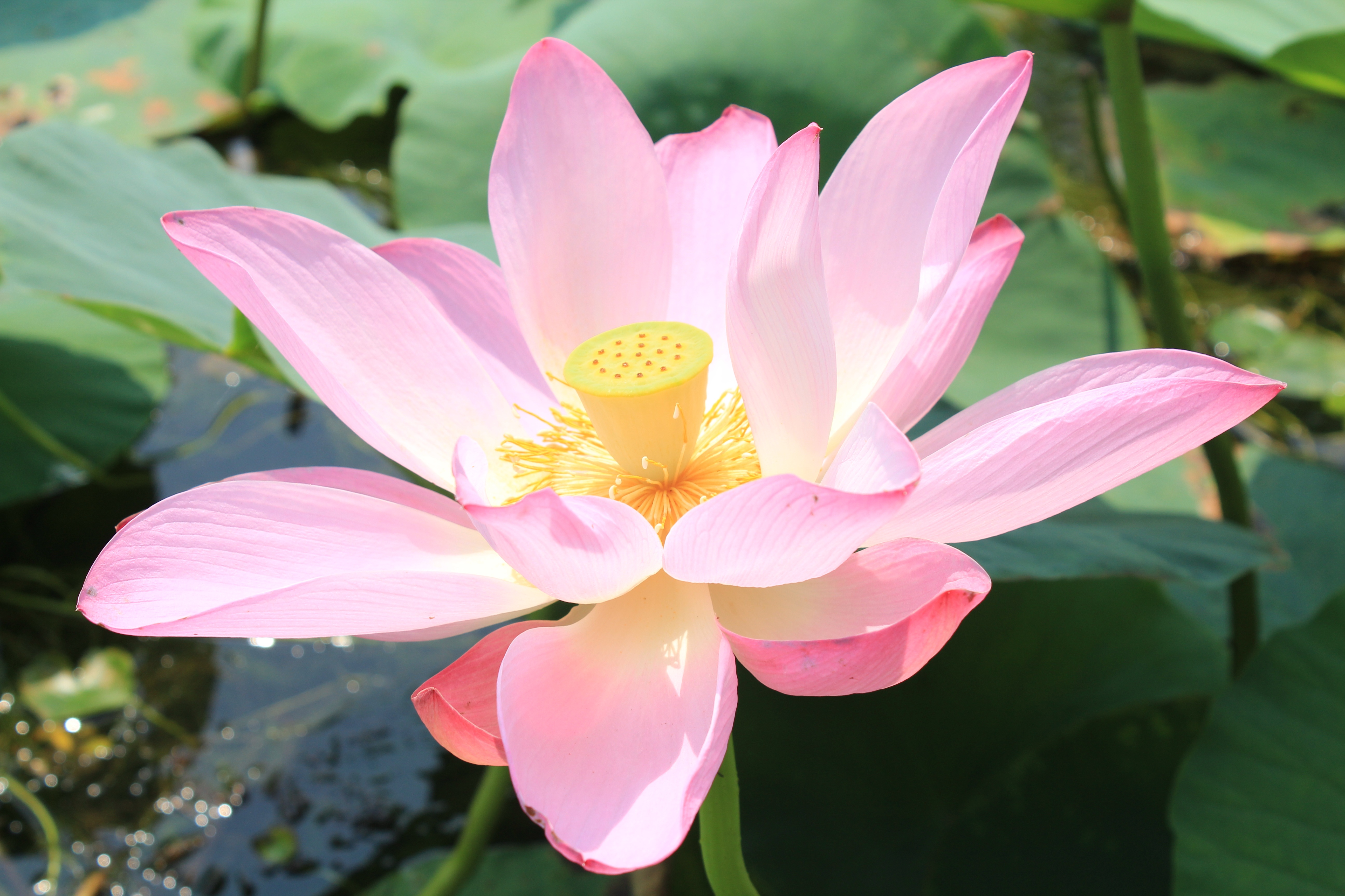 Beautiful pink lotus by echowen