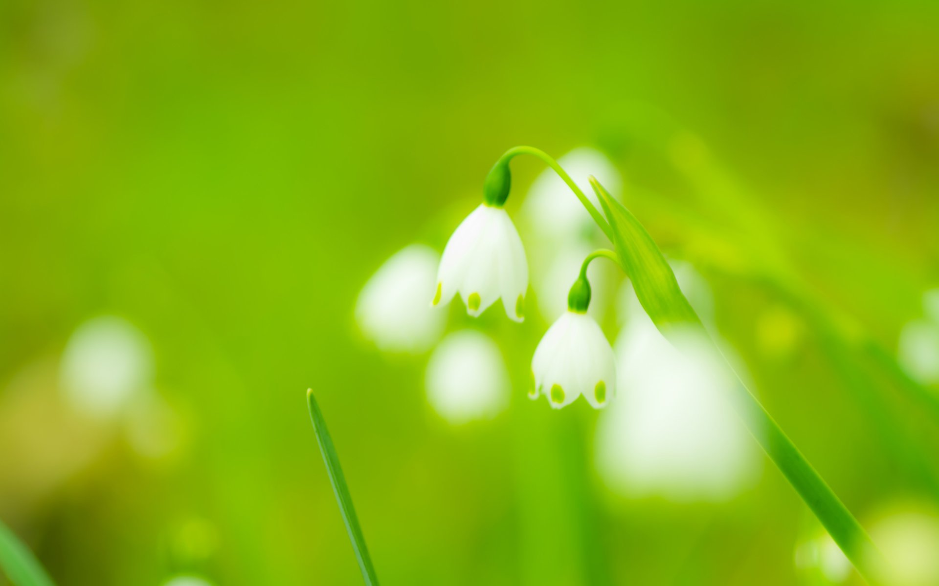 Download Spring Flower Nature Snowdrop 4k Ultra HD Wallpaper