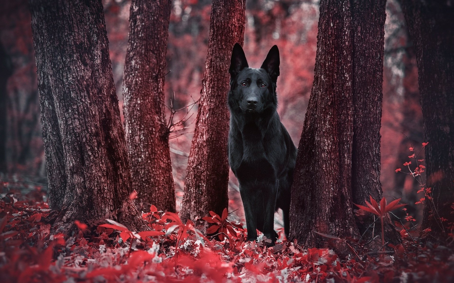 Animal German Shepherd HD Wallpaper