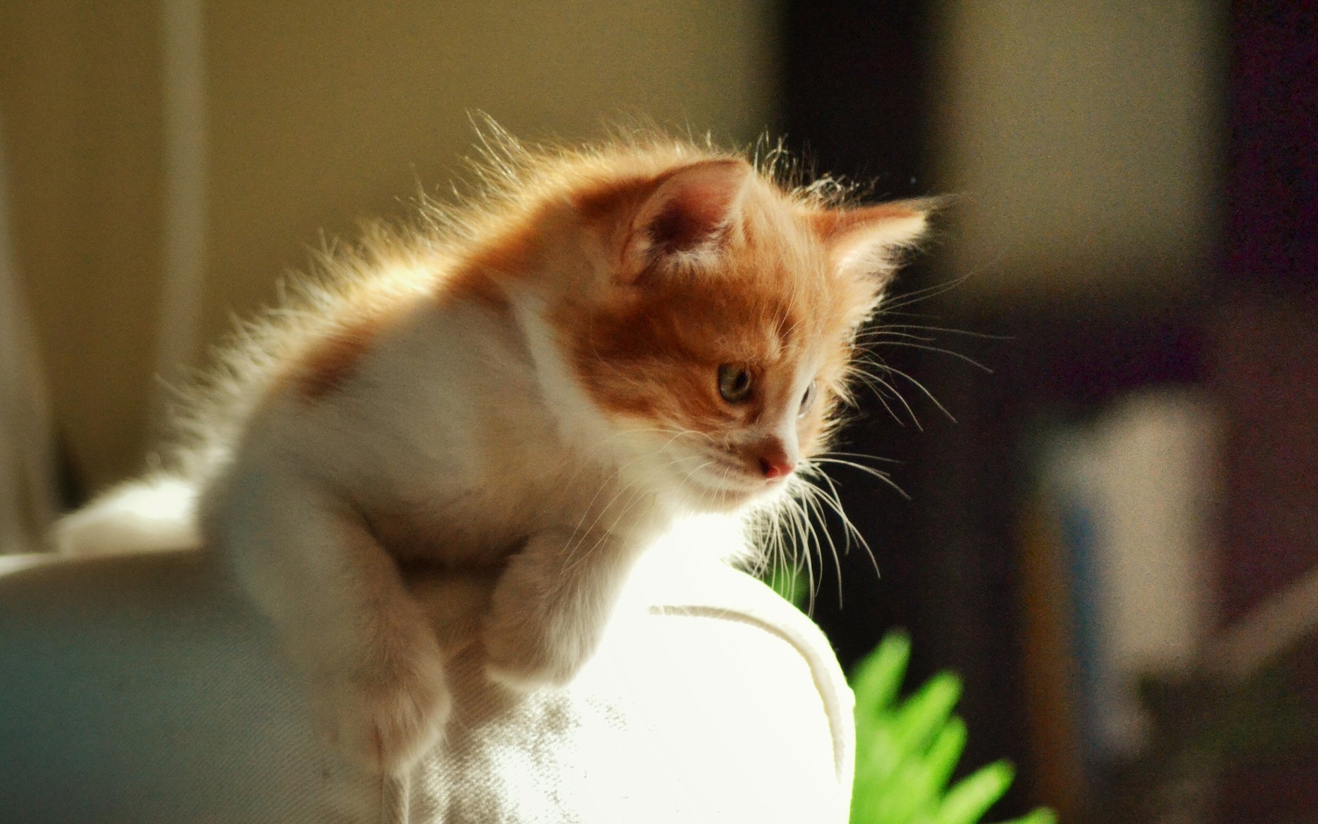 4K Ultra HD Adorable Kitten Wallpaper – Cute Cat Moments | 3840x2400 ...