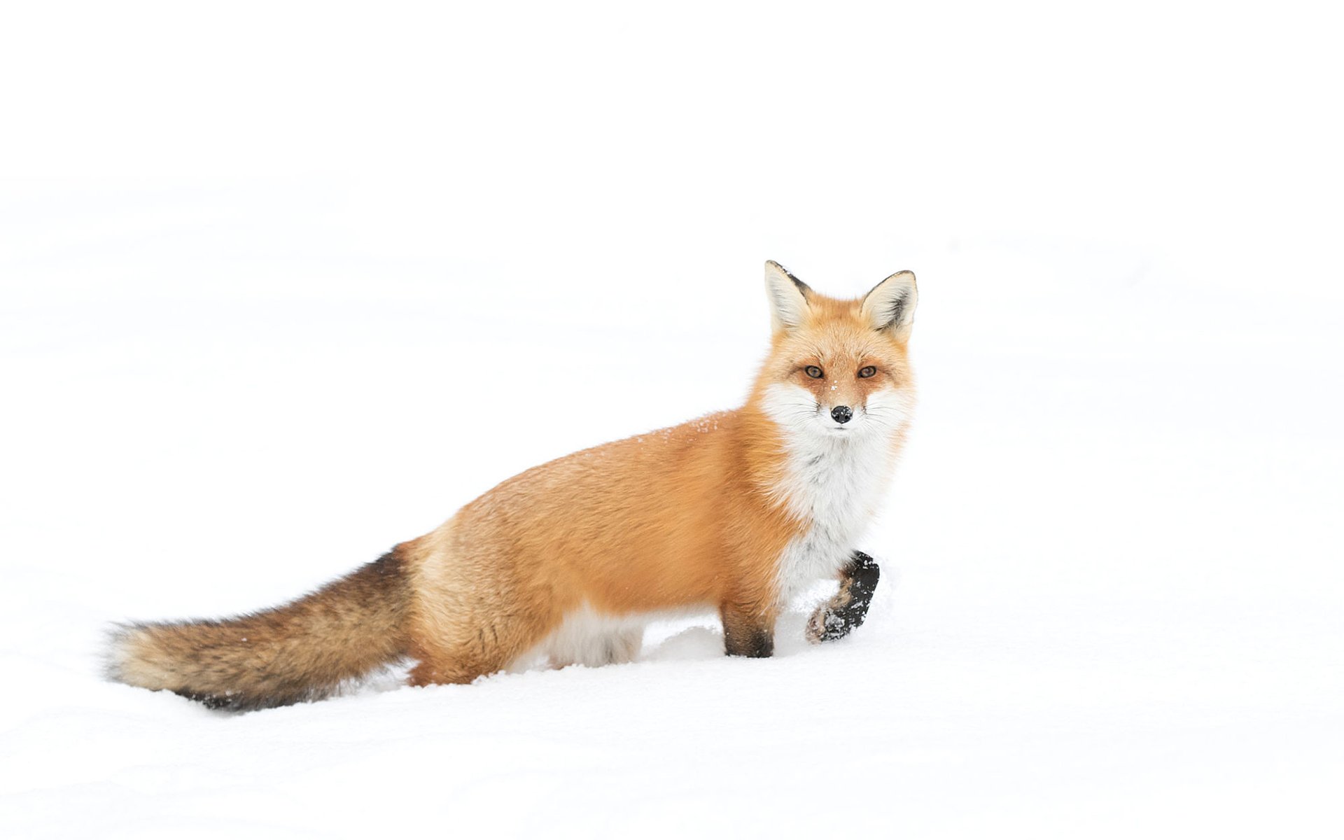 Download Winter Animal Fox HD Wallpaper by Jim Cumming | 1920x1200 ...