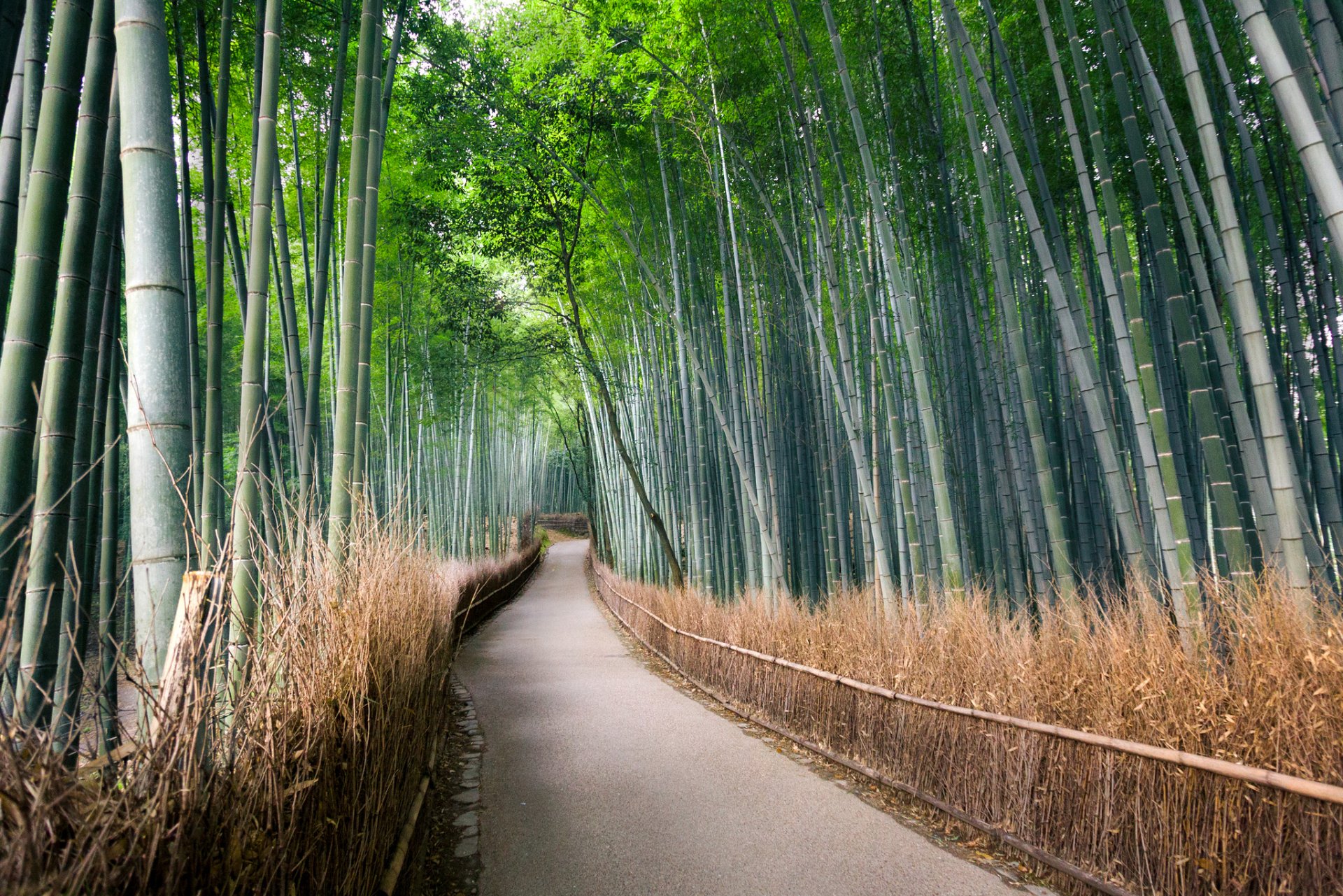 Download Bamboo Forest Man Made Path HD Wallpaper by John Crouch