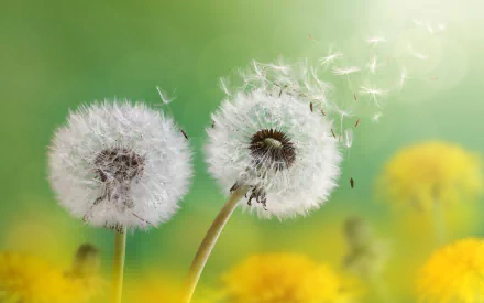 macro fluff nature dandelion HD Desktop Wallpaper | Background Image