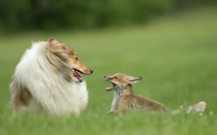 A cute rough collie dog and a fox interact playfully on a grassy field in this HD desktop wallpaper featuring animals.