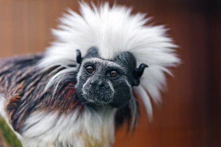  Oedipus tamarin