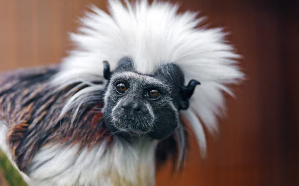  Oedipus tamarin
