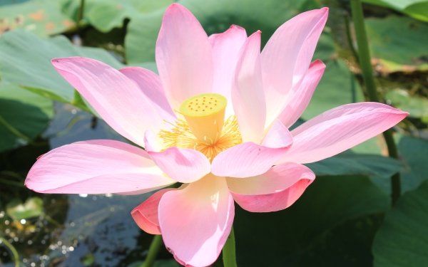 Earth Lotus Flowers Flower Pink Flower Nature Close-Up HD Wallpaper | Background Image