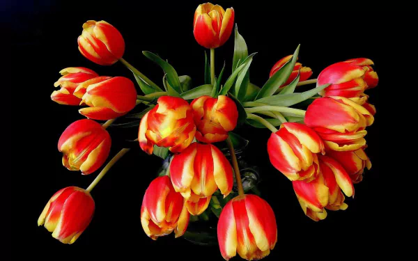 vase tulip man made flower HD Desktop Wallpaper | Background Image