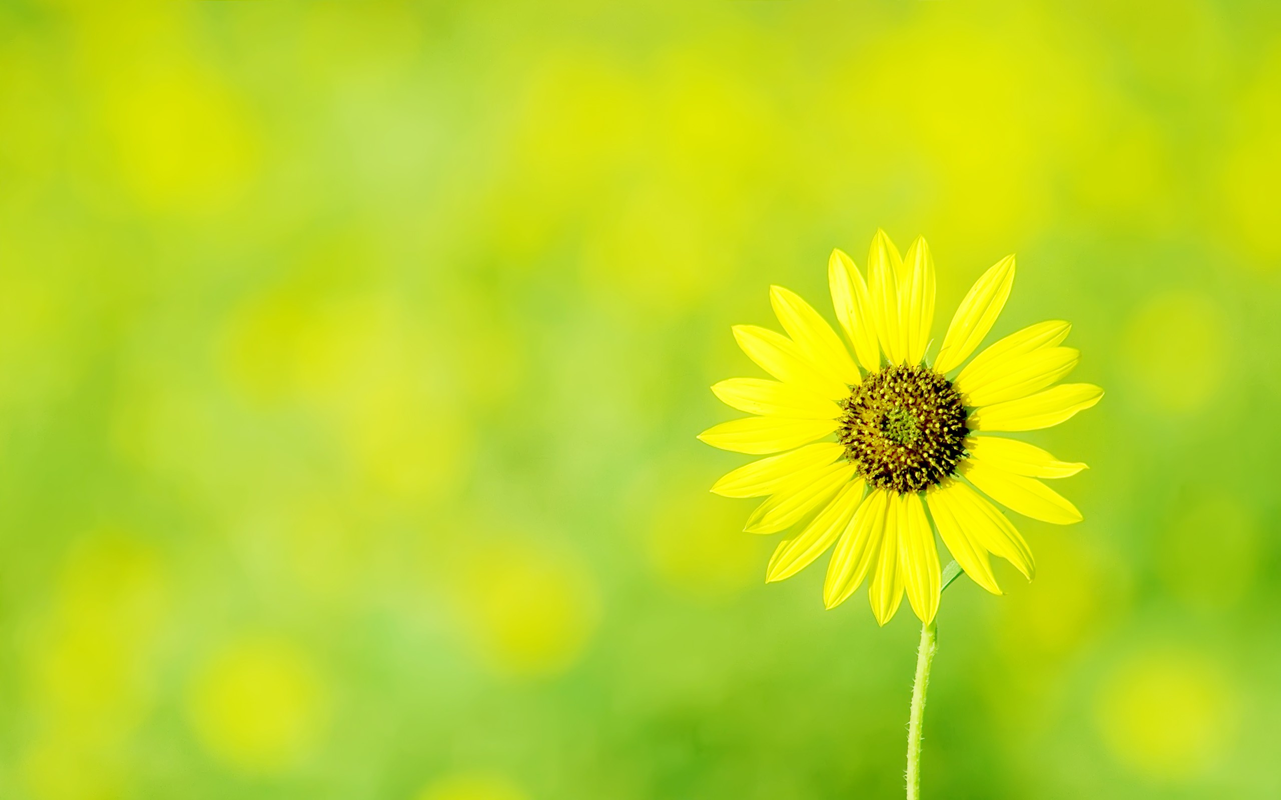 Yellow Daisy là một loại hoa với màu vàng tươi sáng, tượng trưng cho sự vui vẻ và sự hy vọng. Hãy ngắm nhìn những bức ảnh đẹp về Yellow Daisy để cảm nhận vẻ đẹp và sự tươi sáng của loài hoa này.