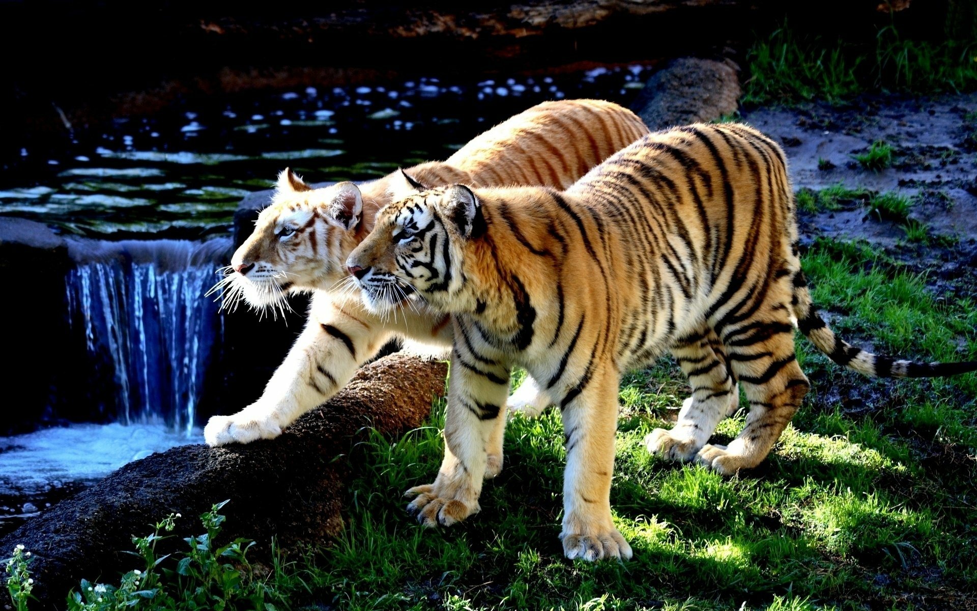 Заставки красивые тигры. Тигр. Красивый тигр. Самые красивые тигры. Красивые фото тигра.