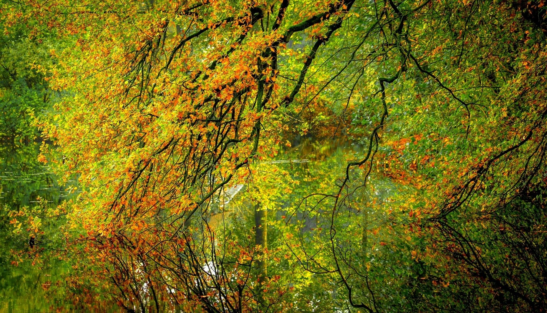 Autumn Branch Reflection