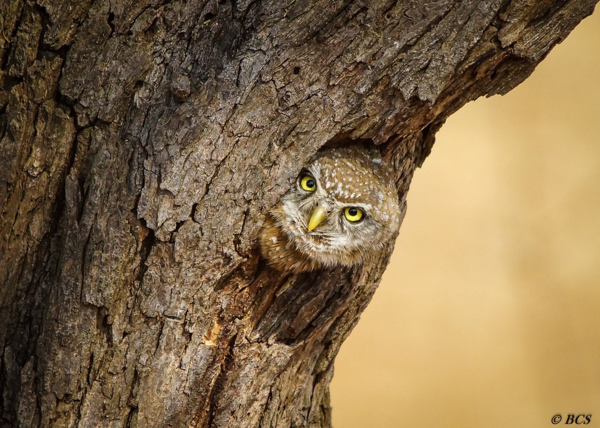 Owl HD Wallpaper