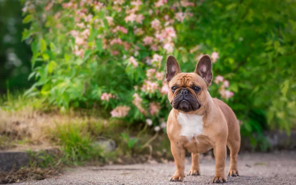 A French bulldog stands on a path with green foliage and pink flowers in the background, captured in a 4K Ultra HD PC desktop wallpaper image.
