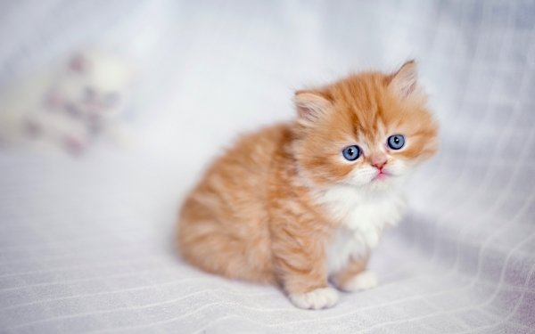 Animal Cat Cats Kitten Baby Animal HD Wallpaper | Background Image