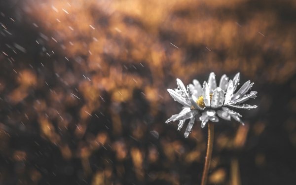 Nature Daisy Flowers Flower Rain Depth Of Field Water Drop HD Wallpaper | Background Image