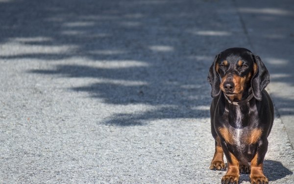Animal Dachshund Dogs Dog HD Wallpaper | Background Image