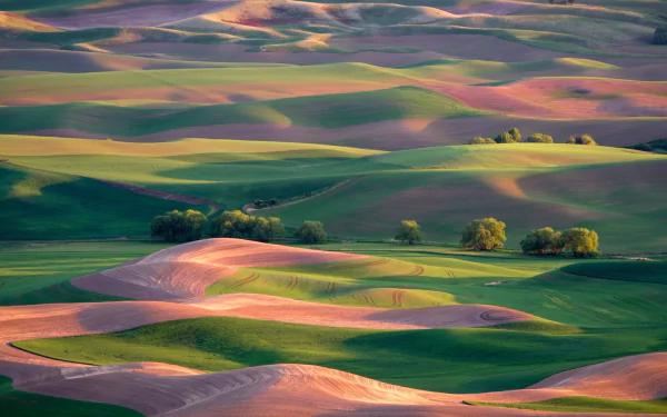 Rolling hills and fields in the Tuscan countryside of Italy, bathed in soft light, captured in an HD landscape photography wallpaper.