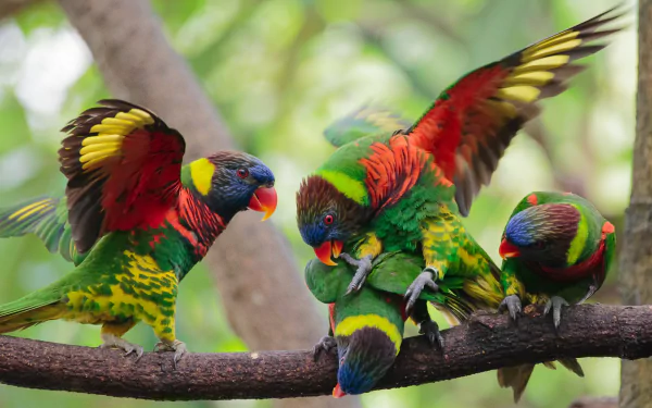 A vibrant group of rainbow lorikeets perched on a branch, showcasing their colorful plumage in a lush tree setting, making for an eye-catching desktop wallpaper.