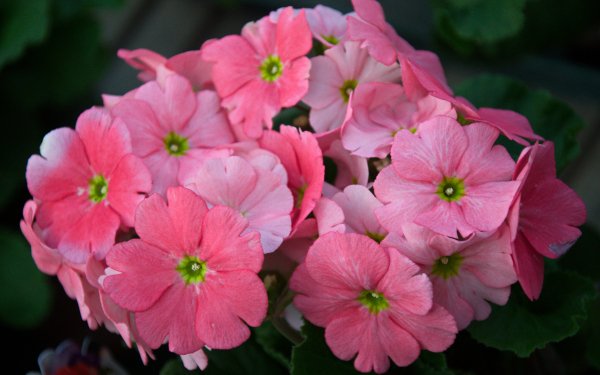 Earth Primula Flowers Flower Pink Flower HD Wallpaper | Background Image