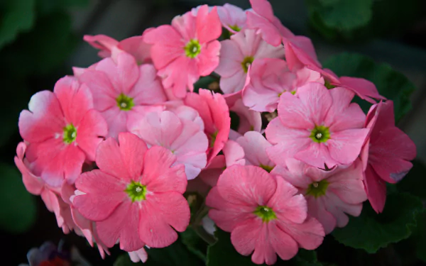  Pink Primula