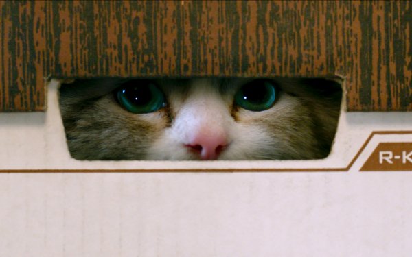 Movie Nine Lives HD Wallpaper | Background Image
