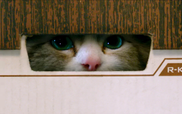 movie Nine Lives HD Desktop Wallpaper | Background Image