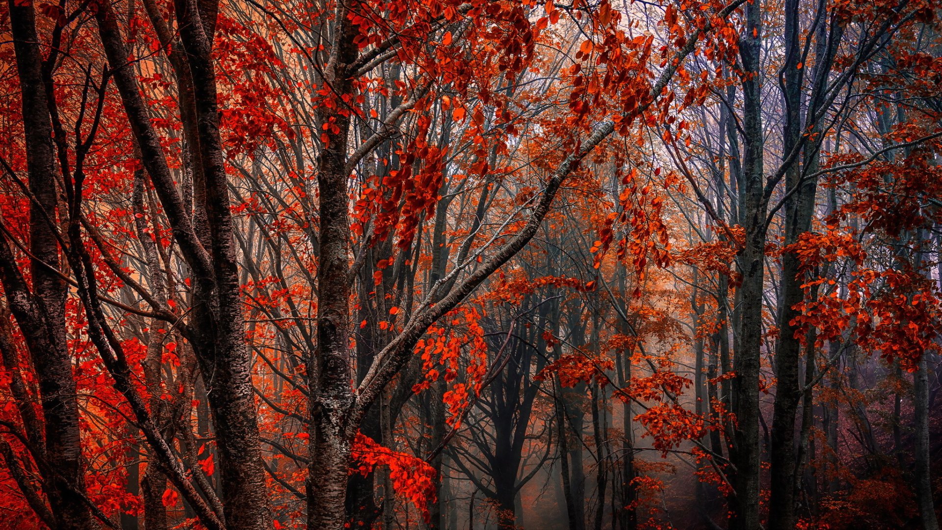 Misty Autumn Forest: HD Nature Wallpaper in Fall's Embrace | 2048x1152 ...