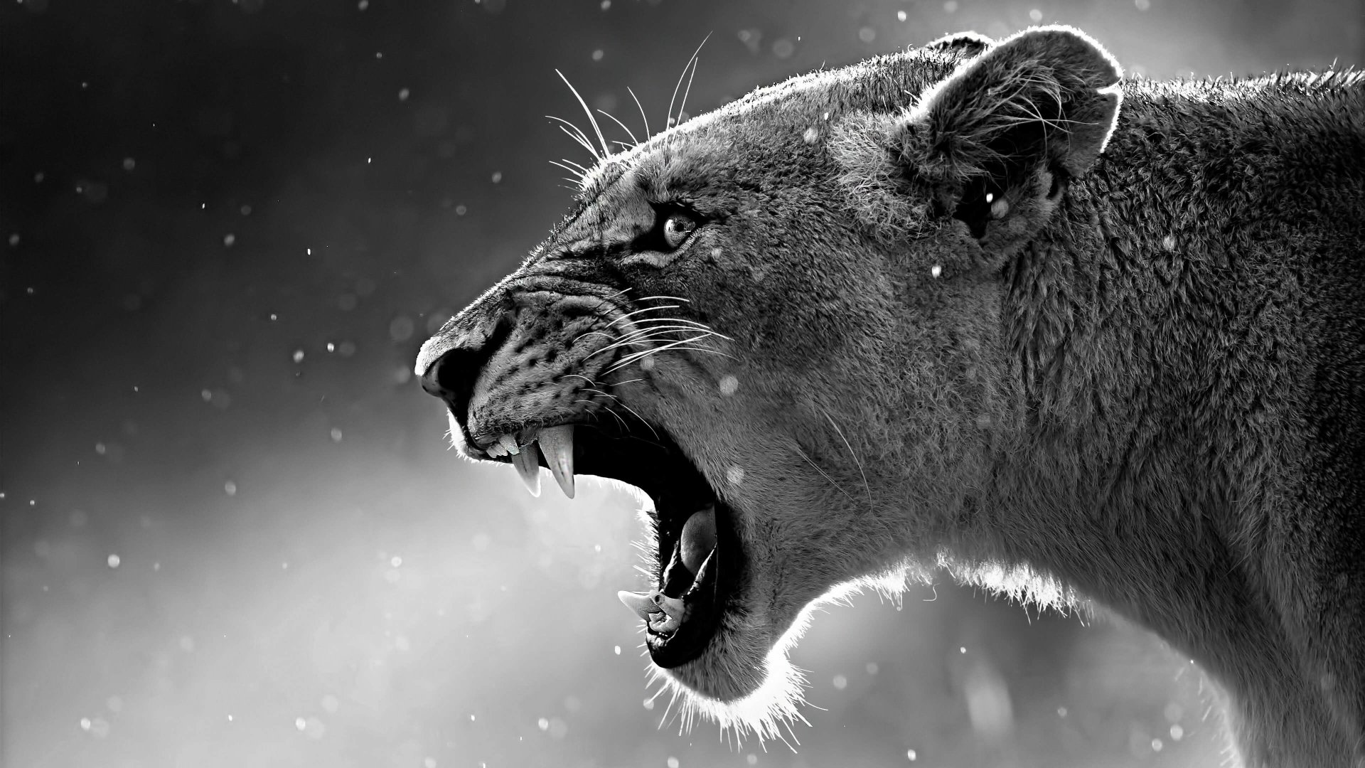 254 4K Ultra HD Lion Wallpapers | Background Images - Wallpaper Abyss