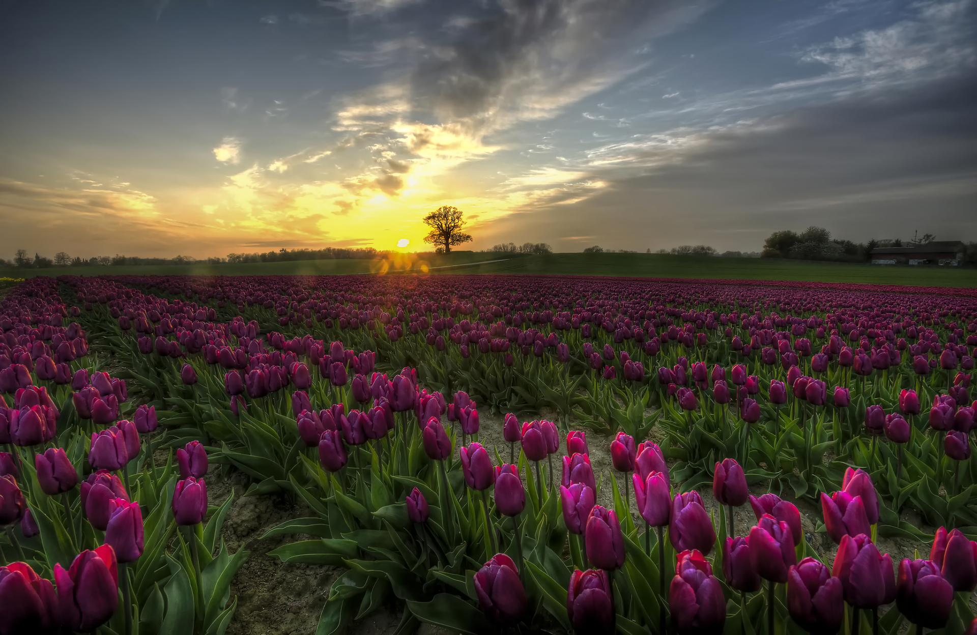 Download Purple Flower Landscape Sunset Field Flower Nature Tulip HD Wallpaper