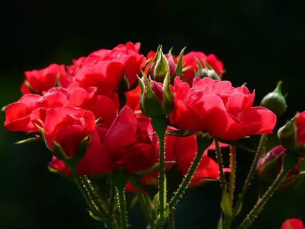 2K Quad HD PC desktop wallpaper: close-up of red rose blooms and buds in nature, vibrant flowers and green sepals against a dark background.