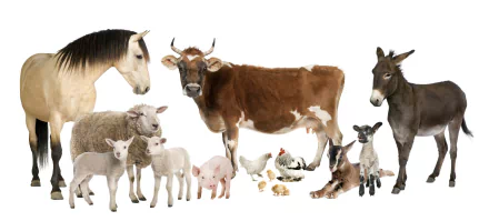  a group of farmanimals