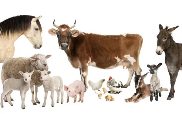  a group of farmanimals