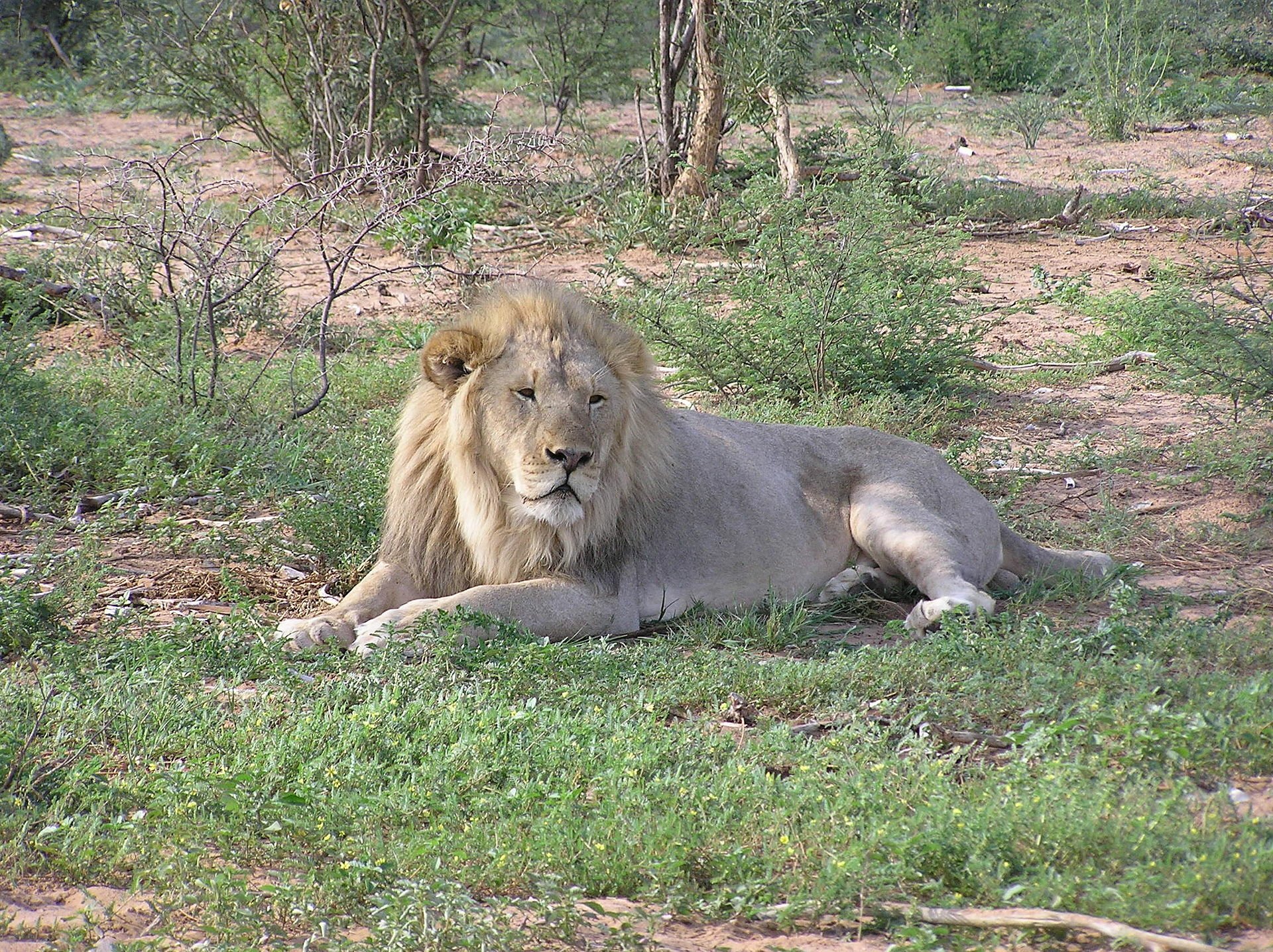 Download Lying Down Animal Lion HD Wallpaper