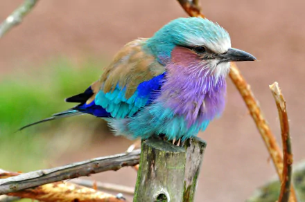 Animal roller HD Desktop Wallpaper | Background Image