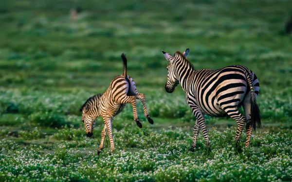 HD desktop wallpaper featuring a playful zebra foal and its mother standing in a green grassy field dotted with small white flowers.