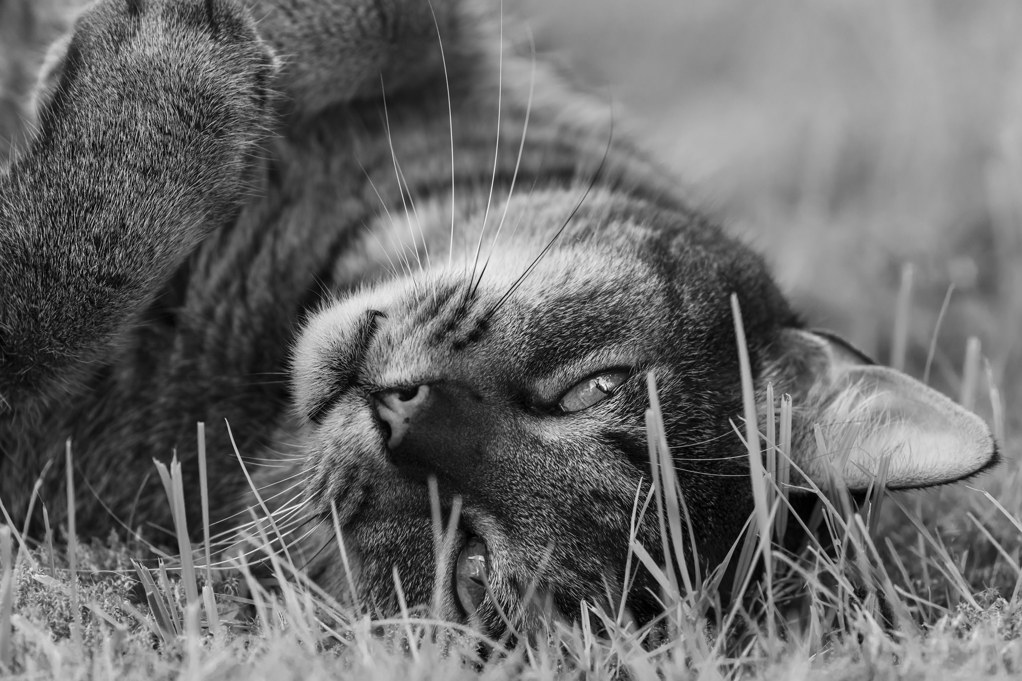 Download Black & White Stare Animal Cat HD Wallpaper