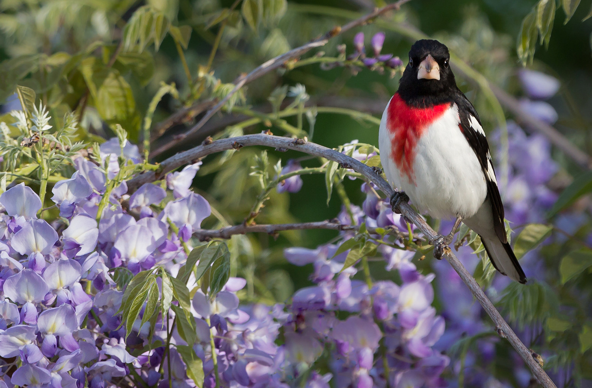 Птицы живущие в цветах. Красногрудый дубоносовый Кардинал. Красивые птицы на ветке. Красивая птичка на ветке.