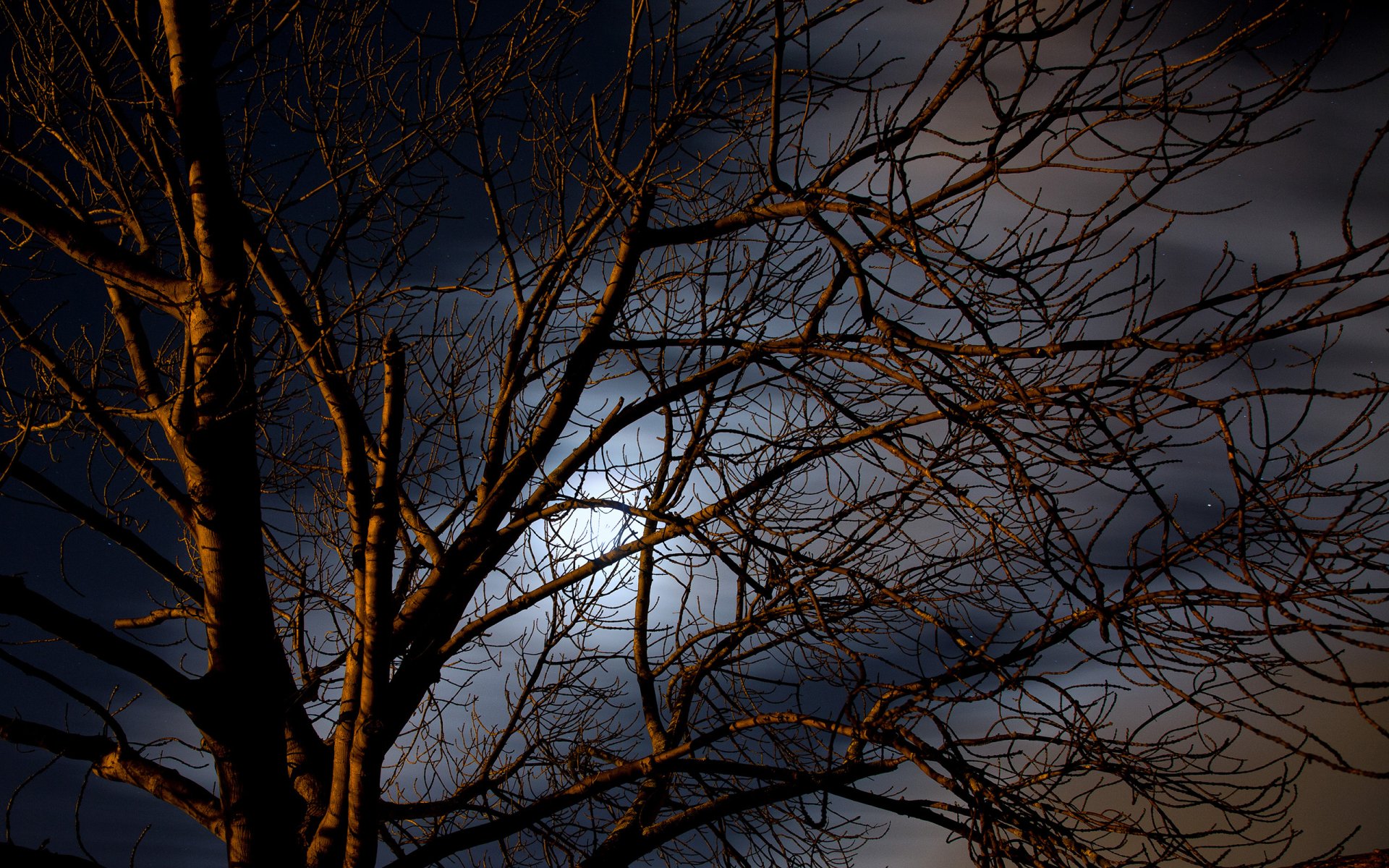 Download Cloud Sky Branch Nature Tree HD Wallpaper