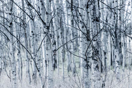 forest nature birch HD Desktop Wallpaper | Background Image