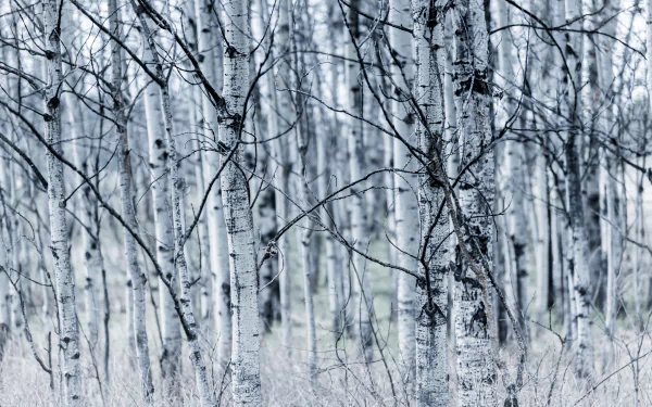 forest nature birch HD Desktop Wallpaper | Background Image