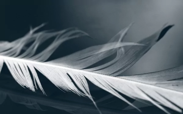 photography feather HD Desktop Wallpaper | Background Image
