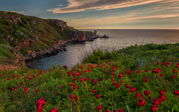 HD PC desktop wallpaper: red flowers and grass on a rugged Bulgarian coastline overlooking the Black Sea and distant horizon.